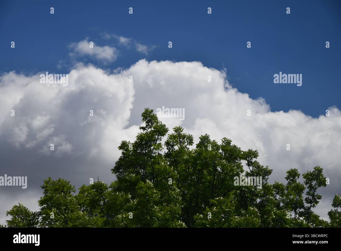 Green Tree Top line plus de ciel bleu et nuages de fond en été Banque D'Images