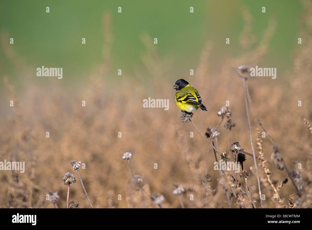 Hooded Siskin, dans l'environnement Calden Forest, la Pampa, Argentine. Banque D'Images