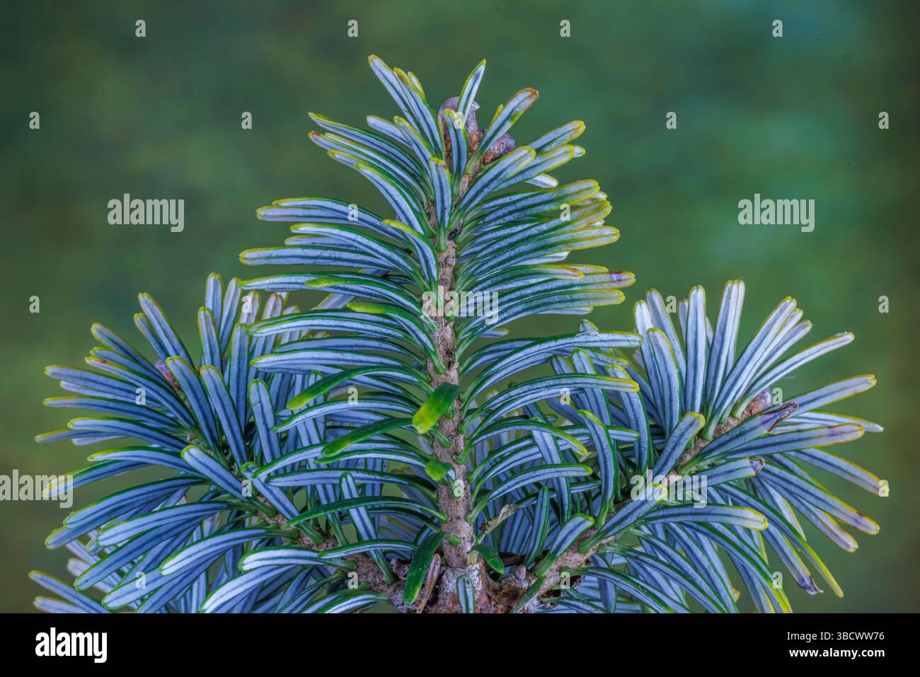 États-Unis, État de Washington, Seabeck. Dessous bleu des aiguilles de sapin coréen. Banque D'Images