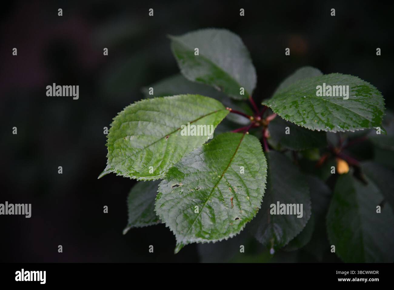Cerise sur les branches avec des feuilles vertes Banque D'Images