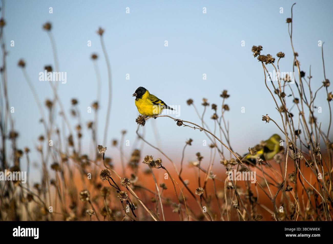 Hooded Siskin, dans l'environnement Calden Forest, la Pampa, Argentine. Banque D'Images