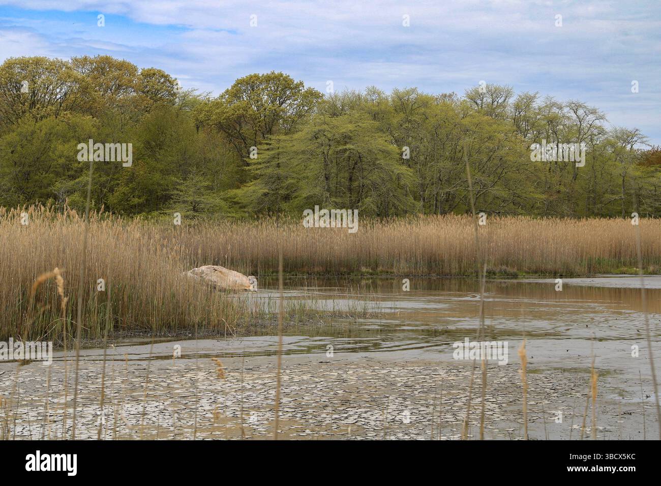 La côte sud du Massachusetts protégeait Marsh and Wetlands Buzzards Bay Banque D'Images