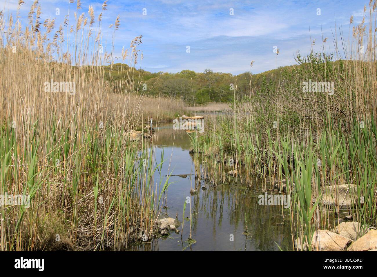 La côte sud du Massachusetts protégeait Marsh and Wetlands Buzzards Bay Banque D'Images