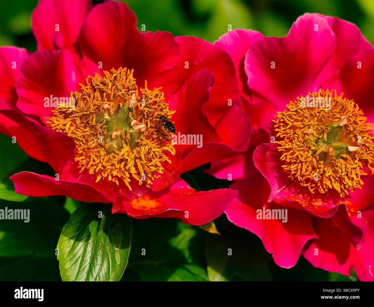Fleur rouge éclatante avec abeille : la beauté de la nature en gros plan. Fleur de pivoine rouge avec un centre jaune saisissant, magnifiquement entouré de riches feuilles vertes, idéal pour un décor floral. Banque D'Images