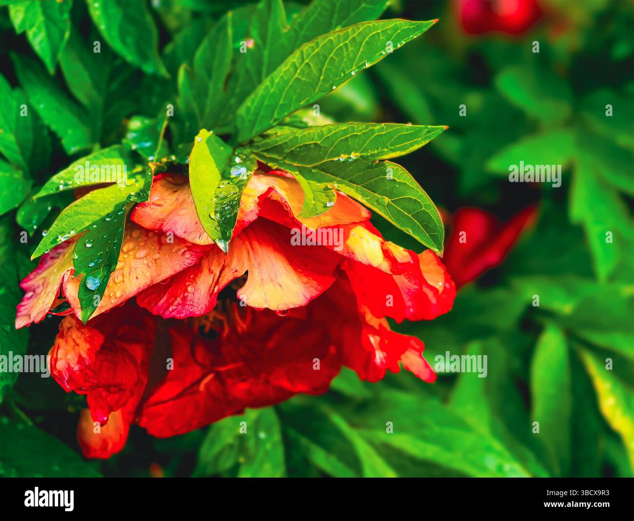 Gros plan vibrant de pétales de pivoine rouge profond partiellement recouverts de feuilles vertes luxuriantes, mettant en valeur la beauté de la nature et le design floral, parfait pour les projets botaniques et la décoration de jardin. Photos de stock Banque D'Images