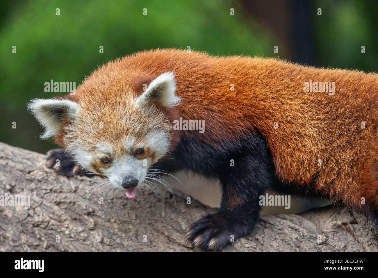 Le panda roux (Ailurus fulgens) grimpe à la branche d'arbre, en voie de disparition, animal dans le zoo Banque D'Images