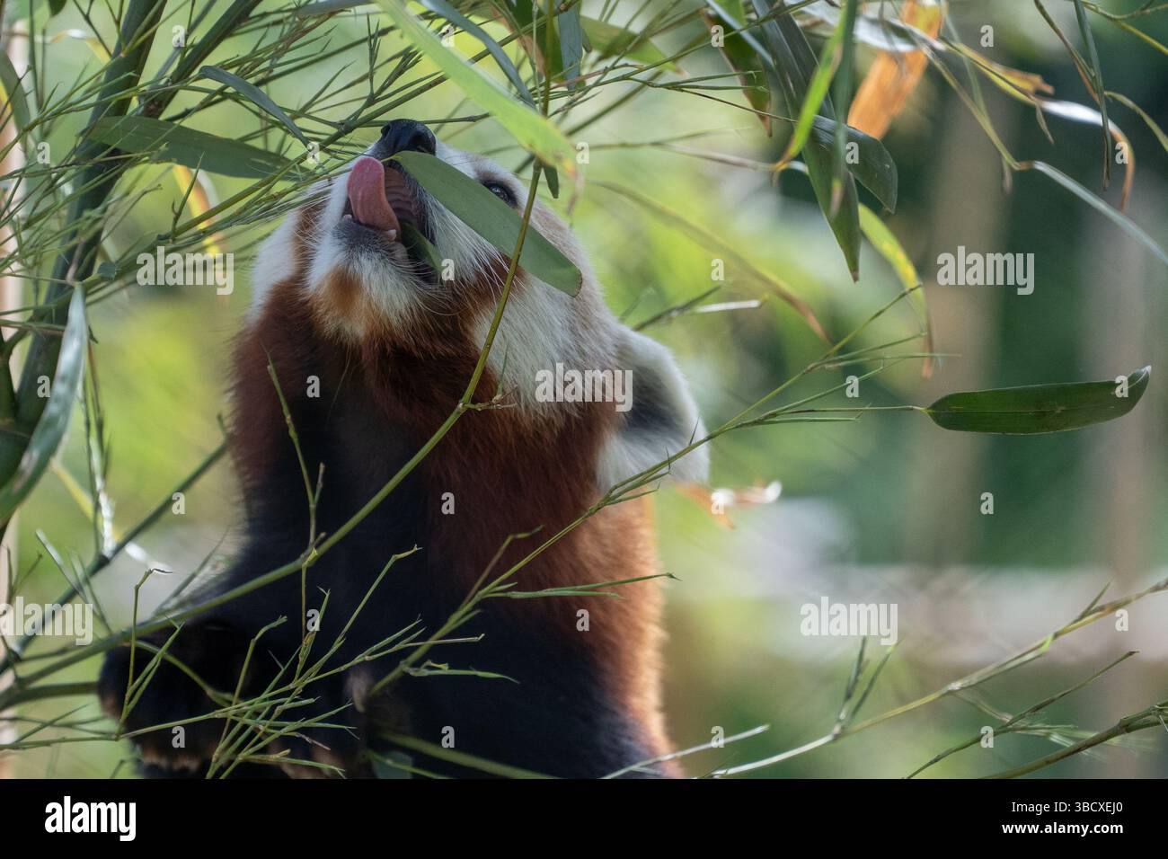 Panda rouge (Ailurus fulgens) mangeant des feuilles de bambou, en voie de disparition, animal dans le zoo Banque D'Images Panda rouge (Ailurus fulgens) mangeant des feuilles de bambou, en voie de disparition, animal dans le zoo Banque D'Images