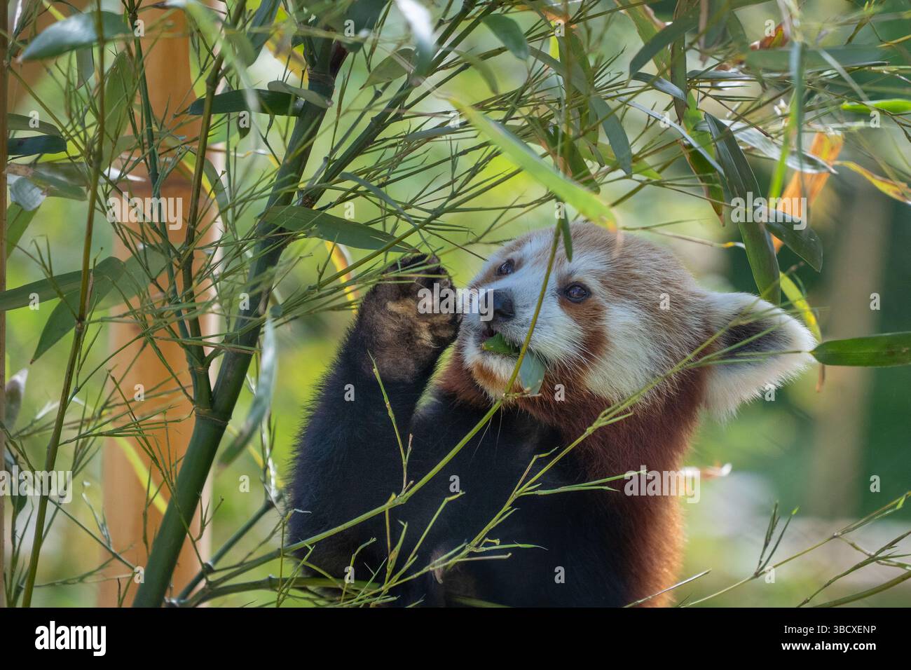 Panda rouge (Ailurus fulgens) mangeant des feuilles de bambou, en voie de disparition, animal dans le zoo Banque D'Images