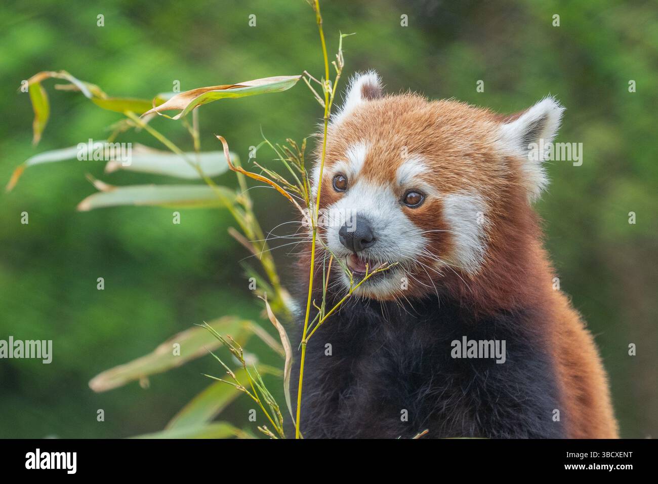 Panda rouge (Ailurus fulgens) mangeant des feuilles de bambou, en voie de disparition, animal dans le zoo Banque D'Images Panda rouge (Ailurus fulgens) mangeant des feuilles de bambou, en voie de disparition, animal dans le zoo Banque D'Images