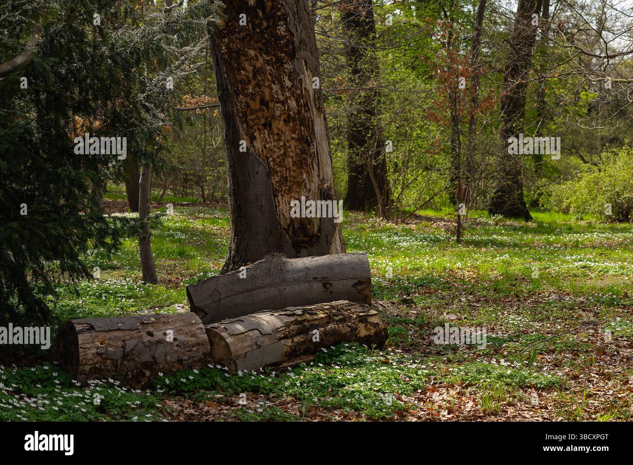 Vieux tronc d'arbre en décomposition avec des bûches tombées entourées de fleurs d'anémone sauvages et d'une végétation forestière dense. Décomposition naturelle et biodiversité forestière Banque D'Images