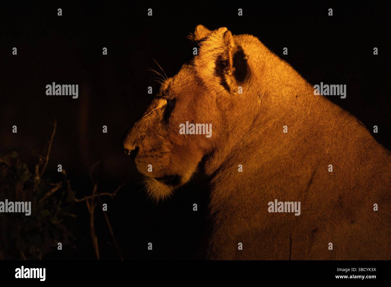 Profil latéral d'une lionne sur fond noir la nuit dans la réserve de Sabi Sands en Afrique du Sud Banque D'Images
