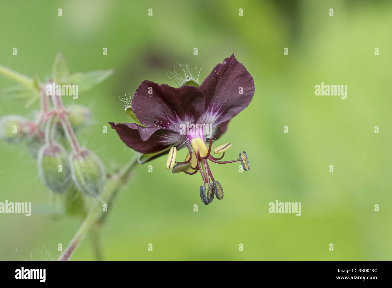 Cranesbill (Geranium phaeum), (Allium aflatunense), an den Dorfwiesen 9, République fédérale d'Allemagne Banque D'Images
