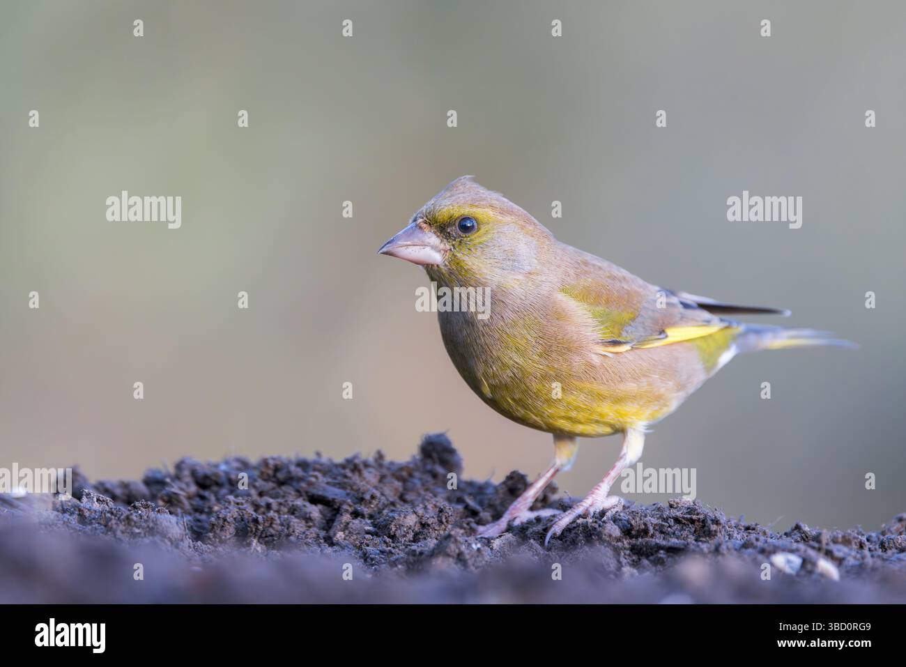 Greenfinch [ Chloris chloris ] sur le sol Banque D'Images