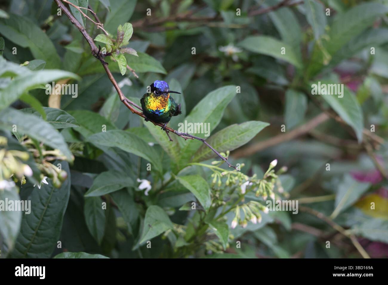 San José, Costa Rica. 18 mai 2025. Un colibri au nez ardent est photographié dans le district de Copey, au Costa Rica, le 18 mai 2025. Le Costa Rica est l'un des pays les plus riches en biodiversité d'Amérique centrale, avec plus de 500 000 espèces. Crédit : fan Xiaolin/Xinhua/Alamy Live News Banque D'Images