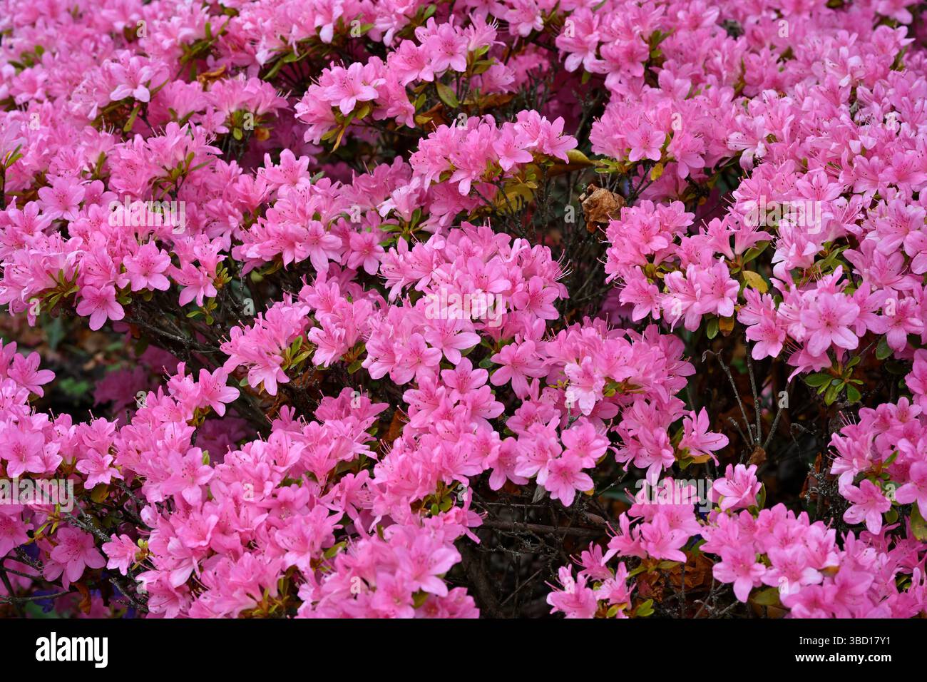 Fleurs de printemps roses de Rhododendron 'Ho-o' UK Garden May Banque D'Images