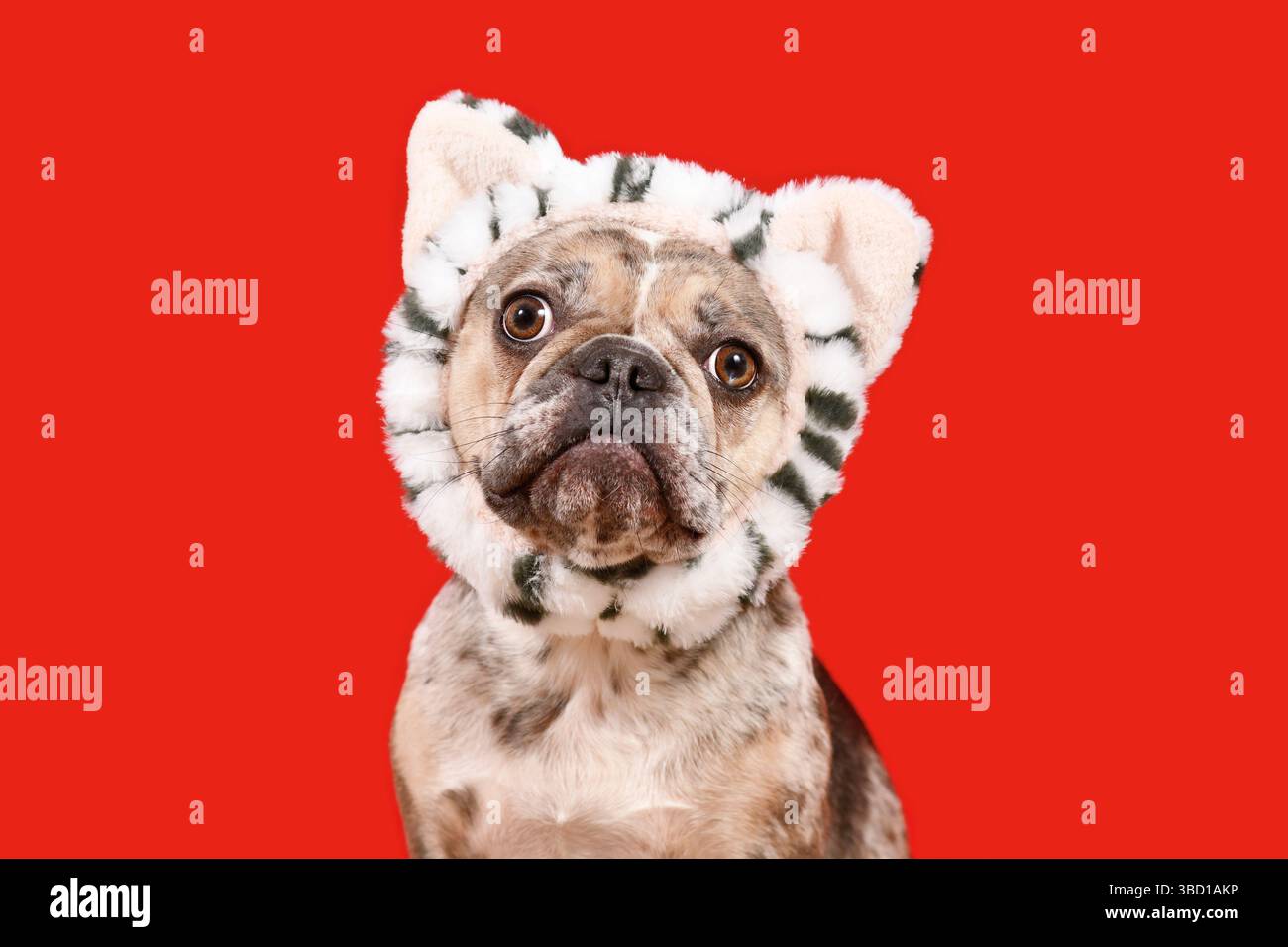 Chien bouledogue français merle drôle avec bandeau de chat sur fond rouge Banque D'Images