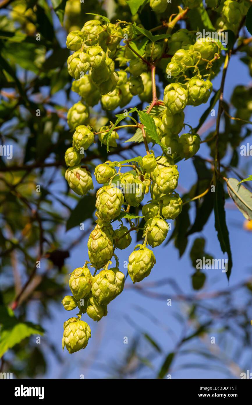 Fleurs de houblon, de la plante de houblon Humulus lupulus, pour la production de bière poussant en Bavière par le Danube par une journée ensoleillée. Banque D'Images