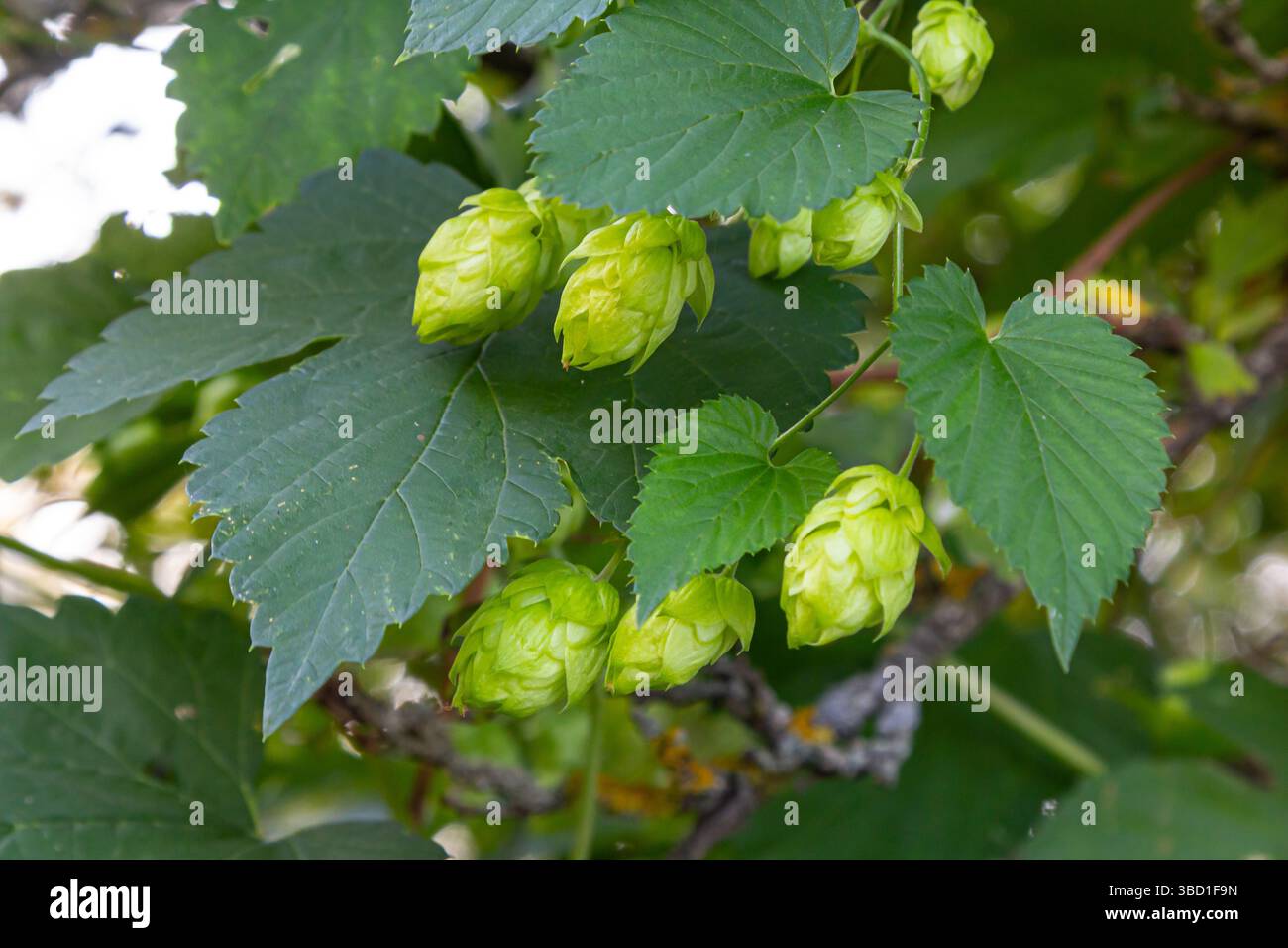 Fleurs de houblon, de la plante de houblon Humulus lupulus, pour la production de bière poussant en Bavière par le Danube par une journée ensoleillée. Banque D'Images