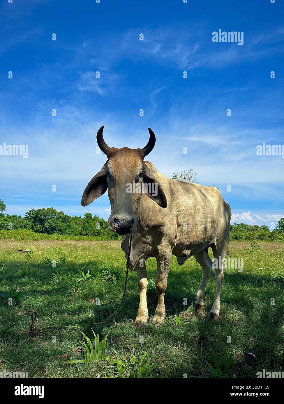 Vache brune debout dans un pâturage vert ensoleillé sous un ciel bleu vif, mettant en valeur la vie agricole rurale et l'agriculture dans un cadre naturel. - Image de stock capturée avec un smartphone