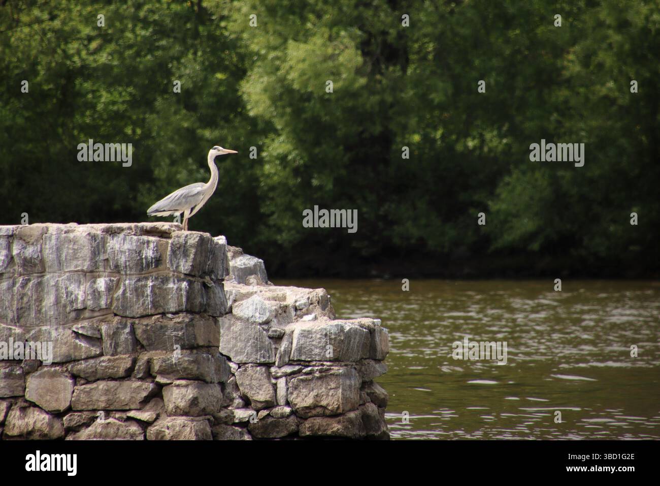 Un héron se tient sur des pierres. En arrière-plan se trouve une forêt et une rivière. Banque D'Images