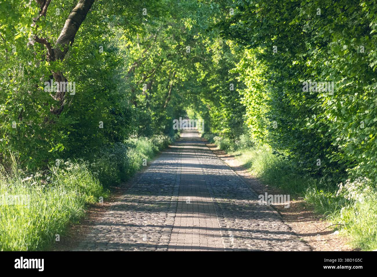 Route de campagne bordée d'arbres en été avec feuillage vert ensoleillé Banque D'Images