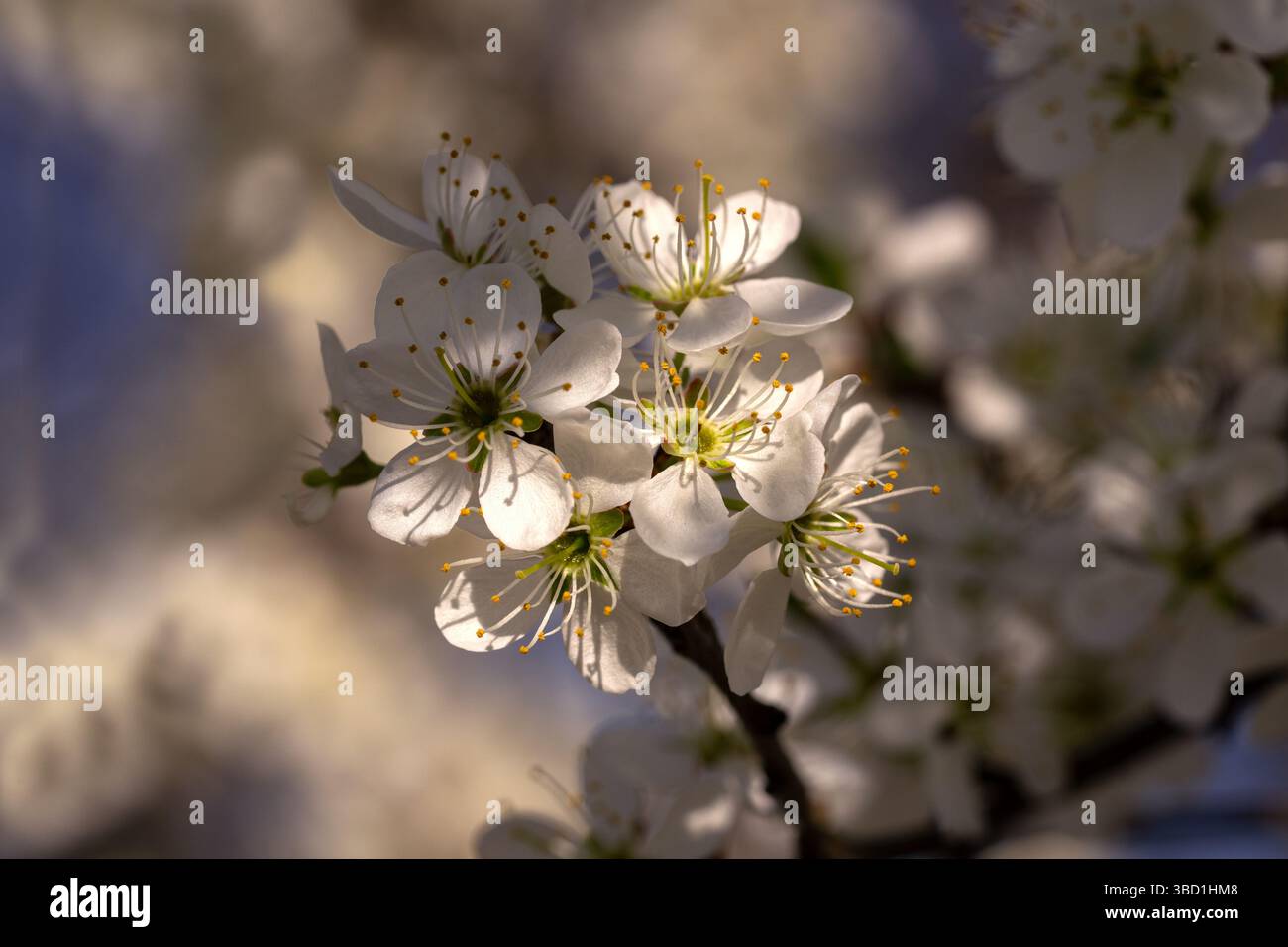 inflorescence arrondie blanche luxuriante de prunes sauvages, pétales, pistils et étamines, fond pastel flou créatif Banque D'Images