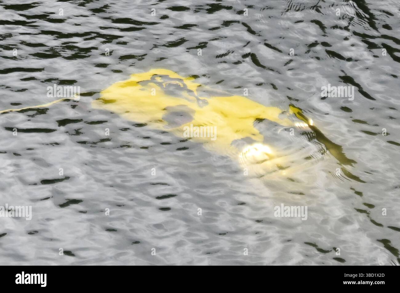 Hambourg, Allemagne. 22 mai 2025. Un robot cherche des déchets sous l'eau lors d'un événement de presse à Hambourg-Harburg. Le système robotique « SeaClear2.0 » offre une approche soutenue par l'IA pour lutter contre la pollution marine. Des véhicules de surface sans pilote, des robots sous-marins télécommandés et un drone peuvent être utilisés pour ramasser les déchets du fond marin de manière ciblée. Crédit : David Hammersen/dpa/Alamy Live News Banque D'Images