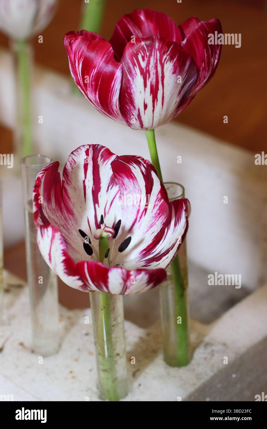 Tulipes de fleuristes anglais, présentant le virus de la rupture des tulipes, au salon annuel de la Wakefield et de la North of England Tulip Society. ROYAUME-UNI Banque D'Images