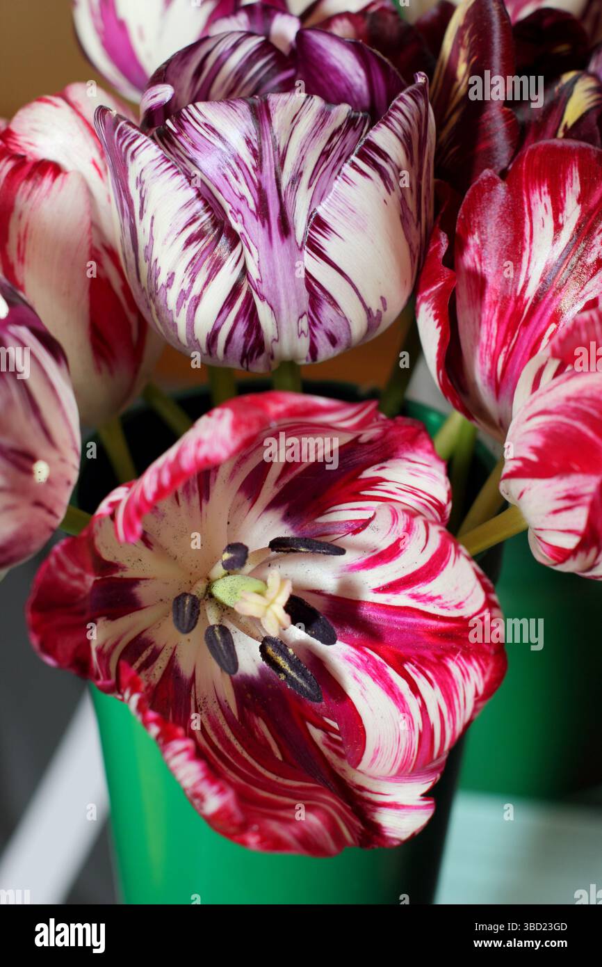 Tulipes de fleuristes anglais, montrant le virus de la rupture des tulipes, à l'exposition annuelle de la Wakefield et de la North of England Tulip Society. ROYAUME-UNI Banque D'Images
