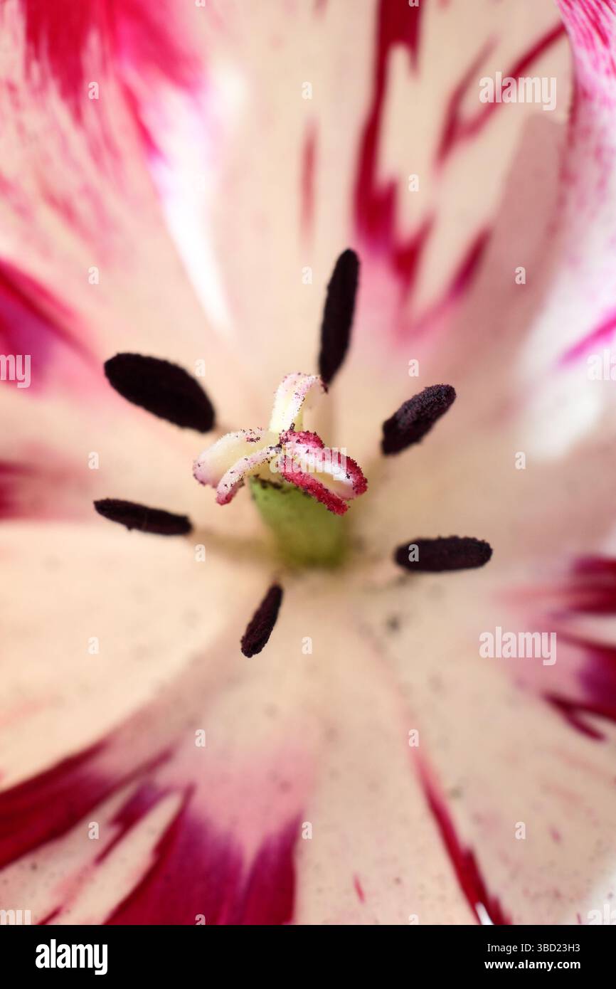 English Florists' Tulip, présentant le virus de la rupture des tulipes, à l'exposition annuelle de la Wakefield et de la North of England Tulip Society. ROYAUME-UNI Banque D'Images