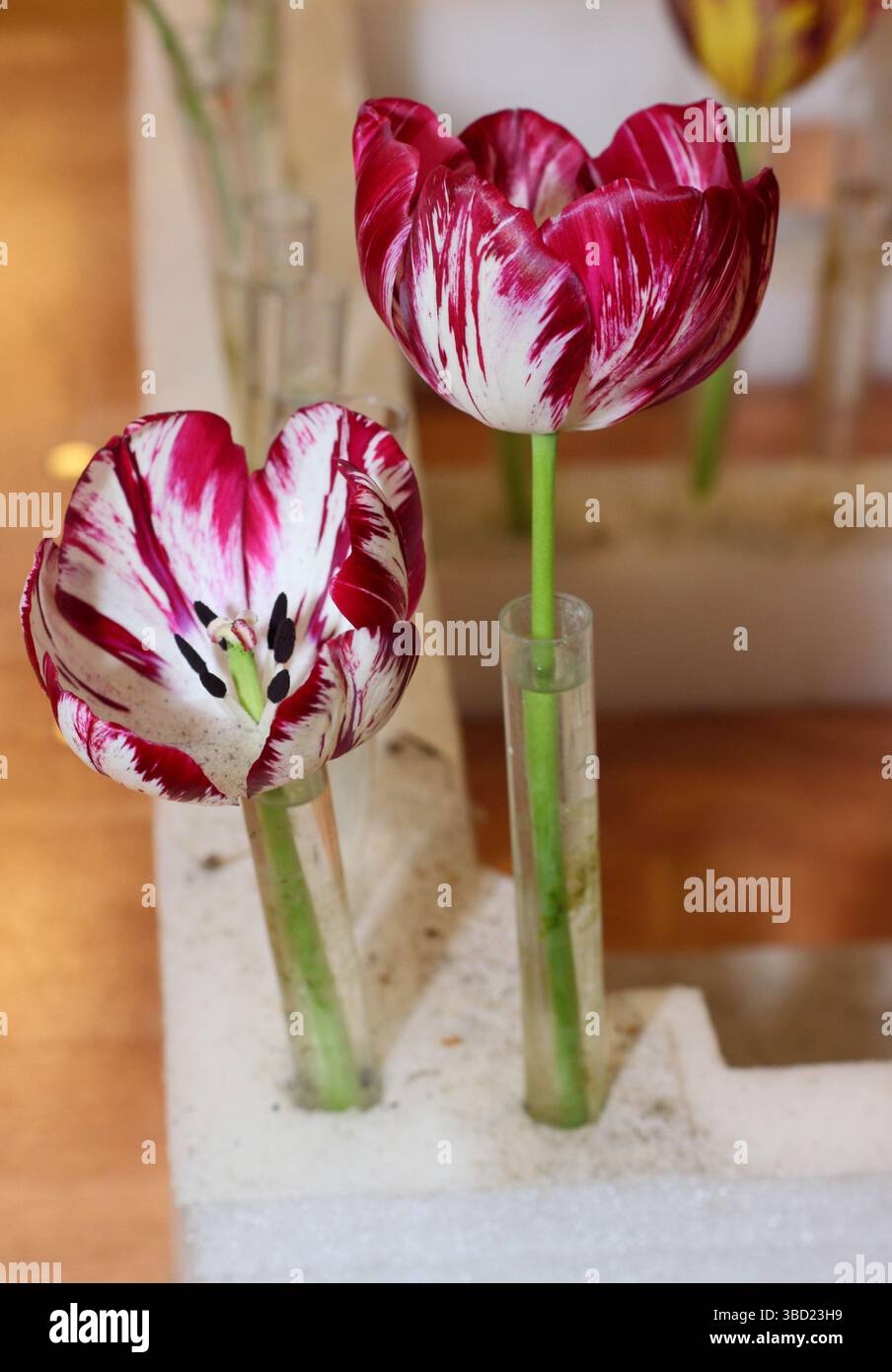 Tulipes de fleuristes anglais, montrant le virus de la rupture des tulipes, montrées dans des bouteilles de bière au salon annuel de la Wakefield et de la North of England Tulip Society. ROYAUME-UNI Banque D'Images