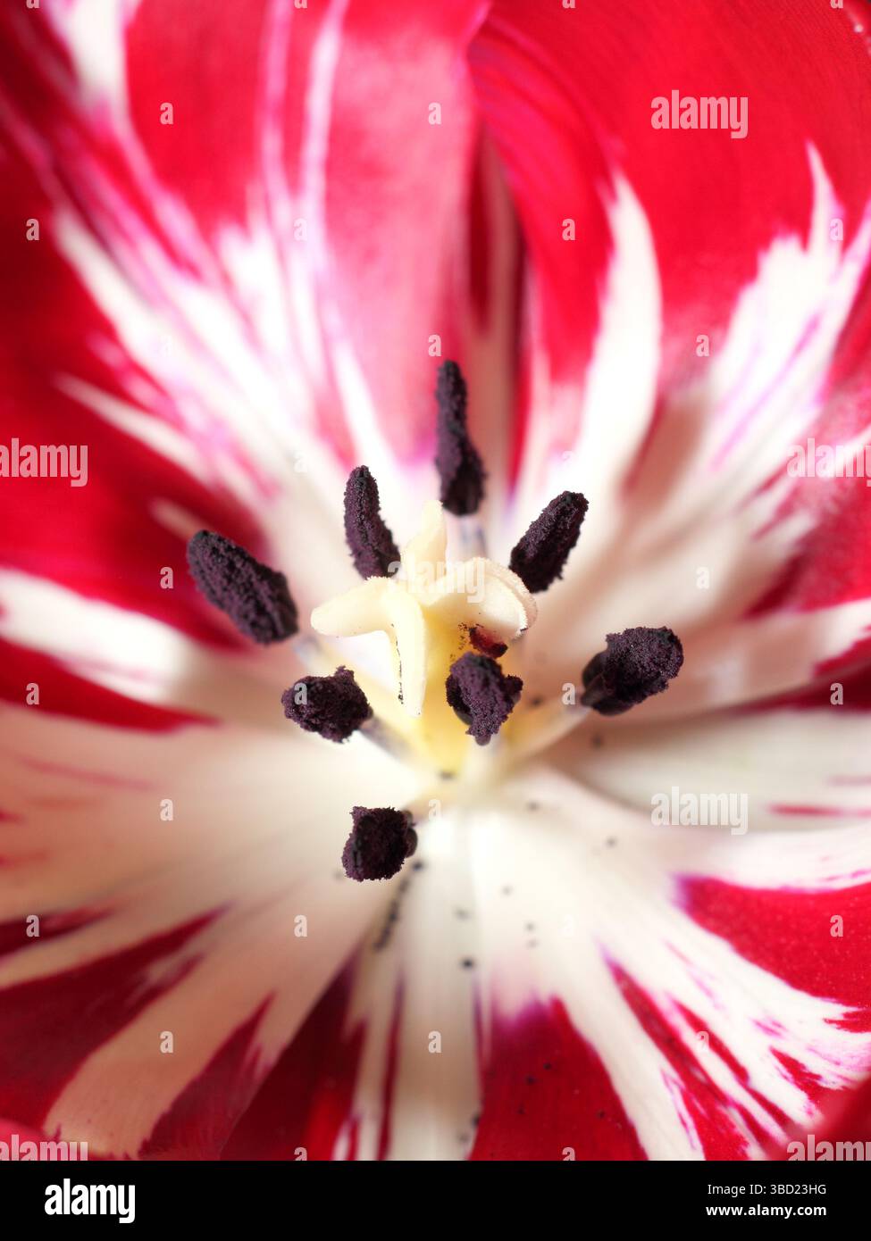 English Florists' Tulip, présentant le virus de la rupture des tulipes, à l'exposition annuelle de la Wakefield et de la North of England Tulip Society. ROYAUME-UNI Banque D'Images