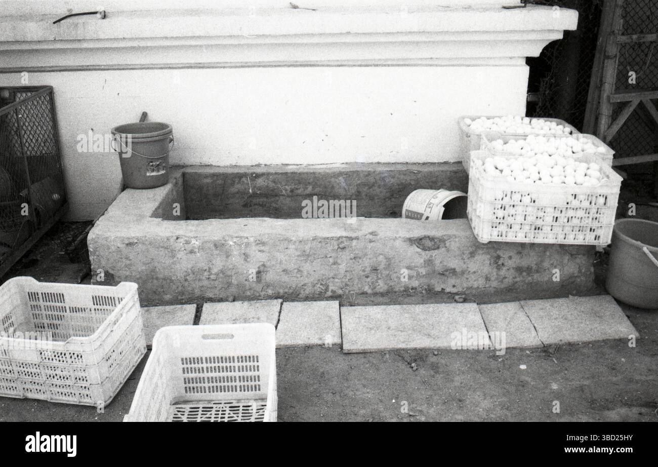 Film noir et blanc des années 2010 Portrait de balles de golf nettoyées dans des caisses en plastique Banque D'Images