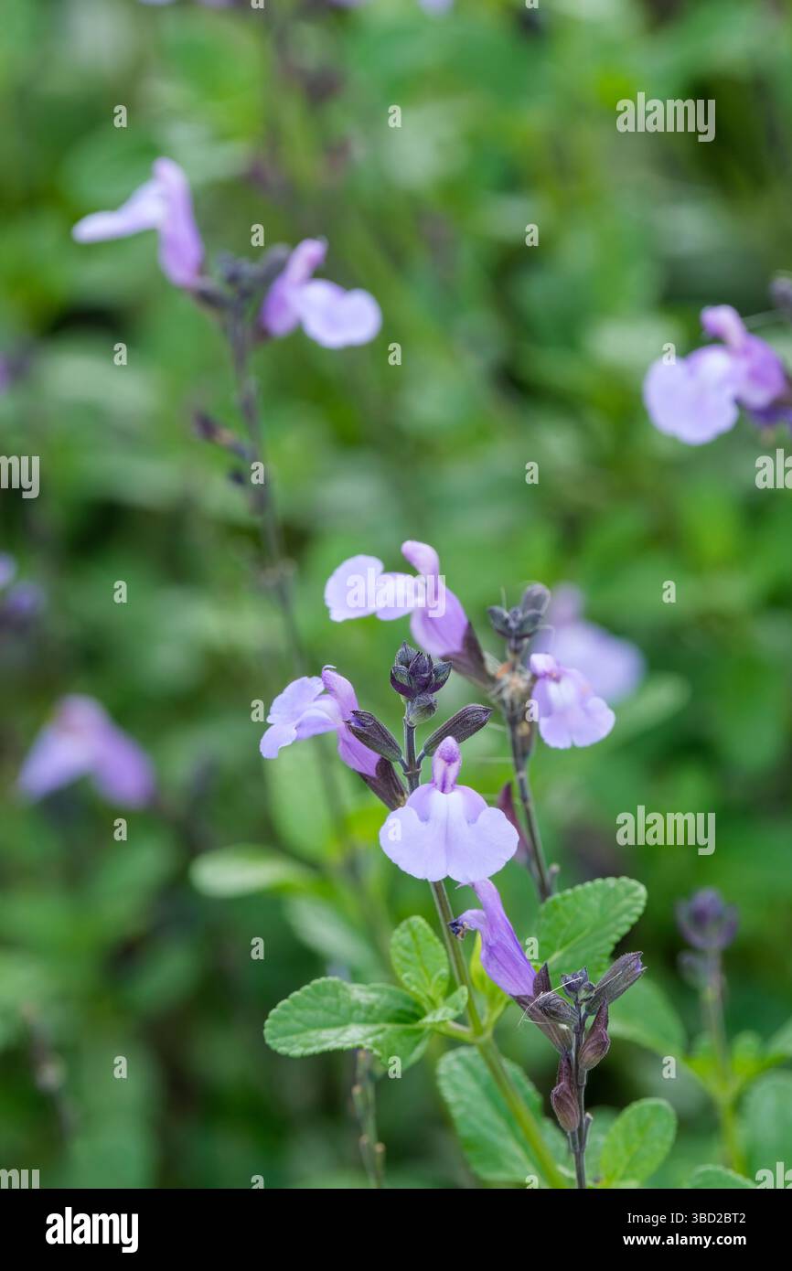 Salvia SoCool Bleu pâle, sauge SoCool Bleu pâle. fleurs à lèvres bleues lilas pâles tenues sur des calices violets Banque D'Images
