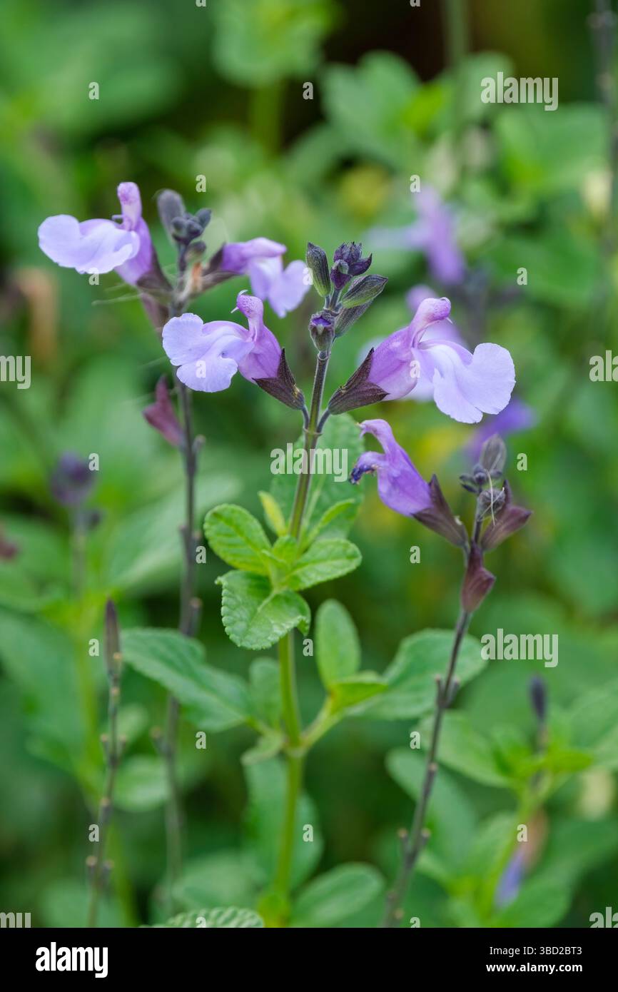 Salvia SoCool Bleu pâle, sauge SoCool Bleu pâle. fleurs à lèvres bleues lilas pâles tenues sur des calices violets Banque D'Images