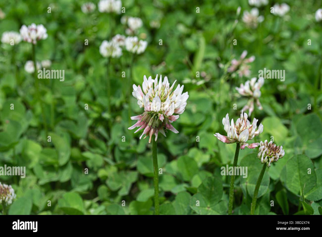 Le trèfle blanc fleurit dans un champ vert luxuriant Banque D'Images