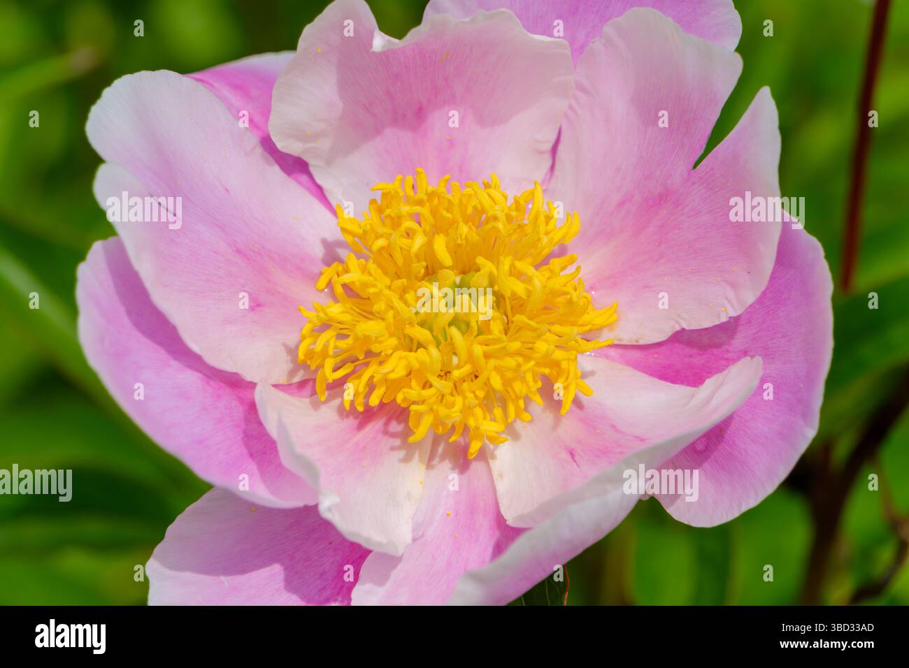 Fleur de pivoine rose douce avec étamine jaune rayonnante dans la lumière douce du matin Banque D'Images