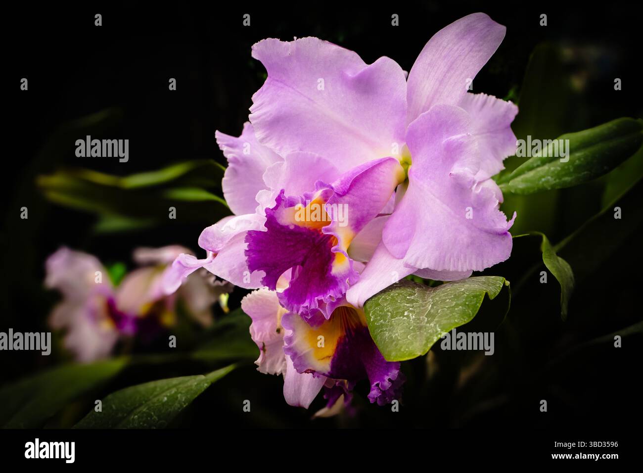 Gros plan d'une orchidée cattleya violette et jaune éclatante mettant en valeur ses détails complexes sur un fond sombre Banque D'Images