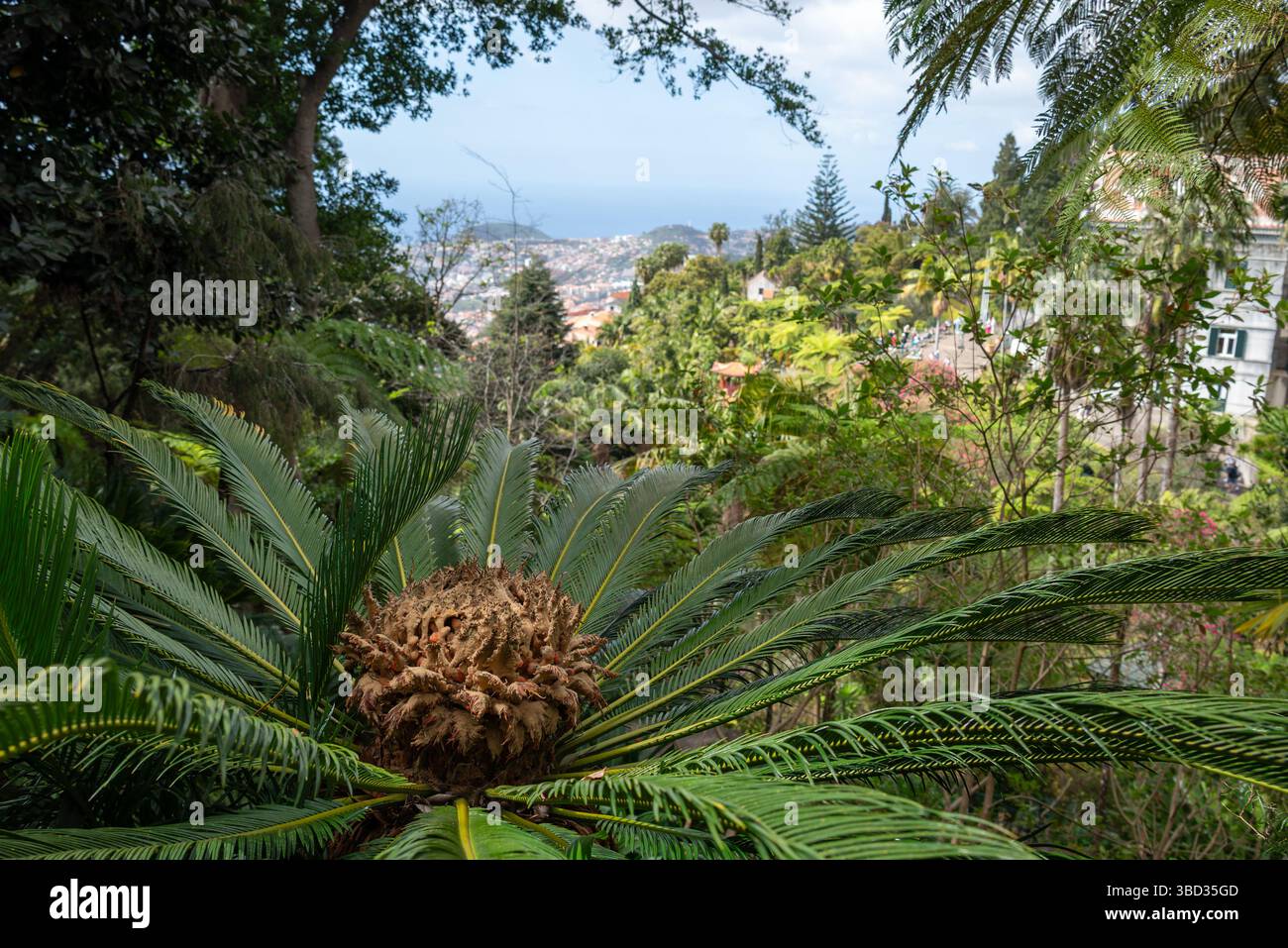 Gros plan de palmier sagou femelle et avec Funchal Madeira en arrière-plan. Banque D'Images