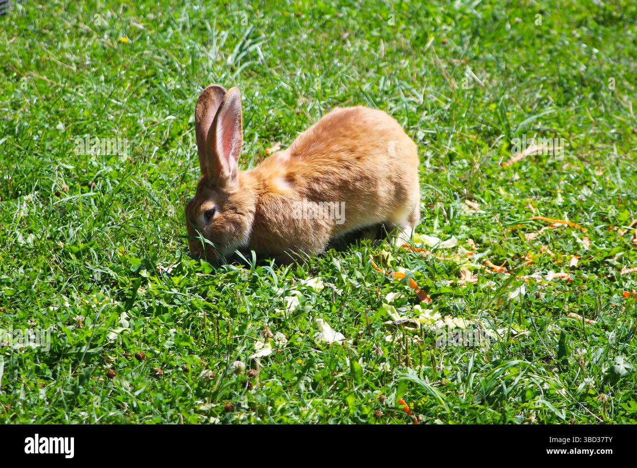 Lapin de ferme brun clair dans l'herbe verte (Forêt Noire, Allemagne) Banque D'Images