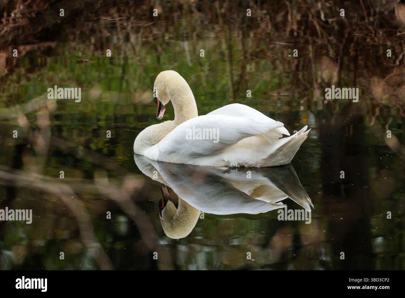Cygne muet (Cygnus olor) reposant calmement sur une surface d'étang semblable à un miroir en Zuid-Holland, pays-Bas, au printemps 2025. Banque D'Images