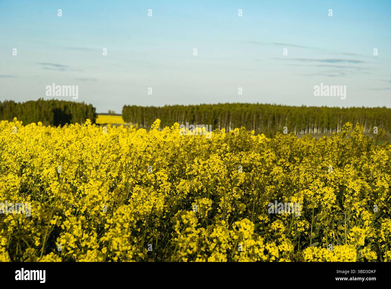 Champs de canola jaune vif sous un ciel bleu clair avec forêt d'horizon vert créant un contraste parfait et la tranquillité dans la scène de la nature. Banque D'Images