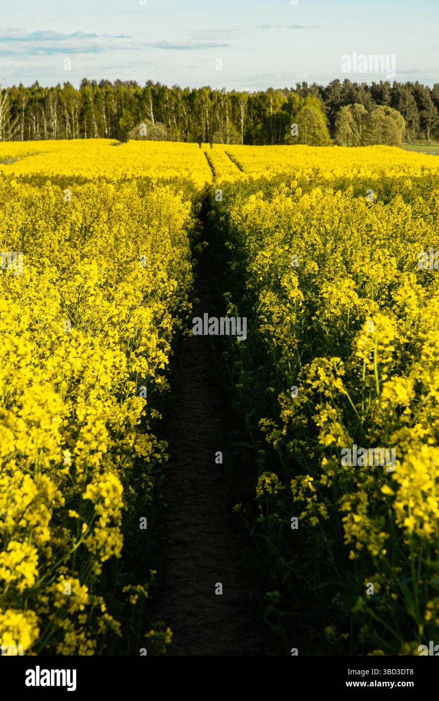 Champ de canola jaune luxuriant avec sentier menant à une limite d'arbres lointaine sous un ciel bleu pendant une journée ensoleillée dans le paysage de campagne. Banque D'Images