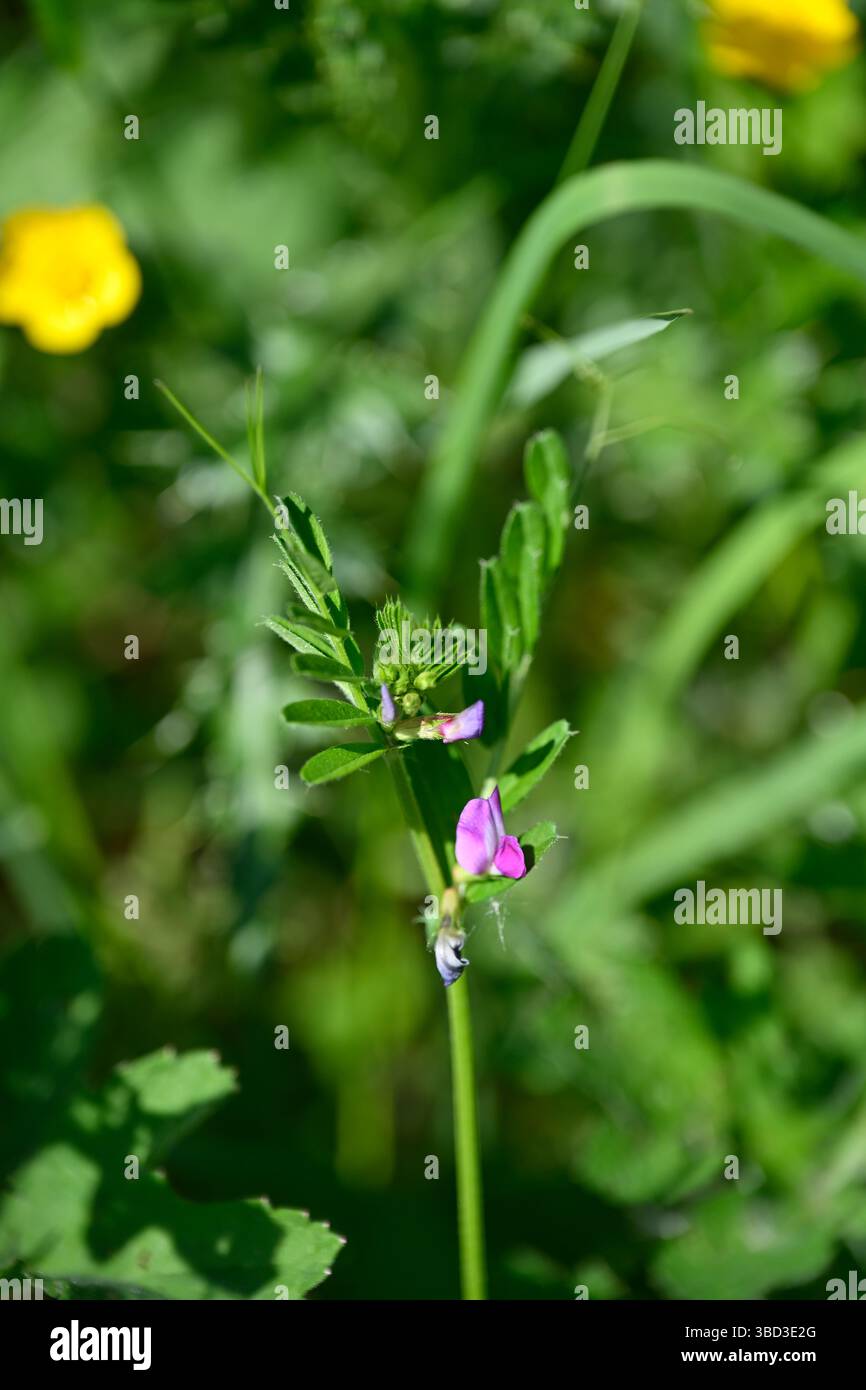 Petites fleurs de printemps mauves / roses de vesce commune, Vicia sativa UK May Banque D'Images