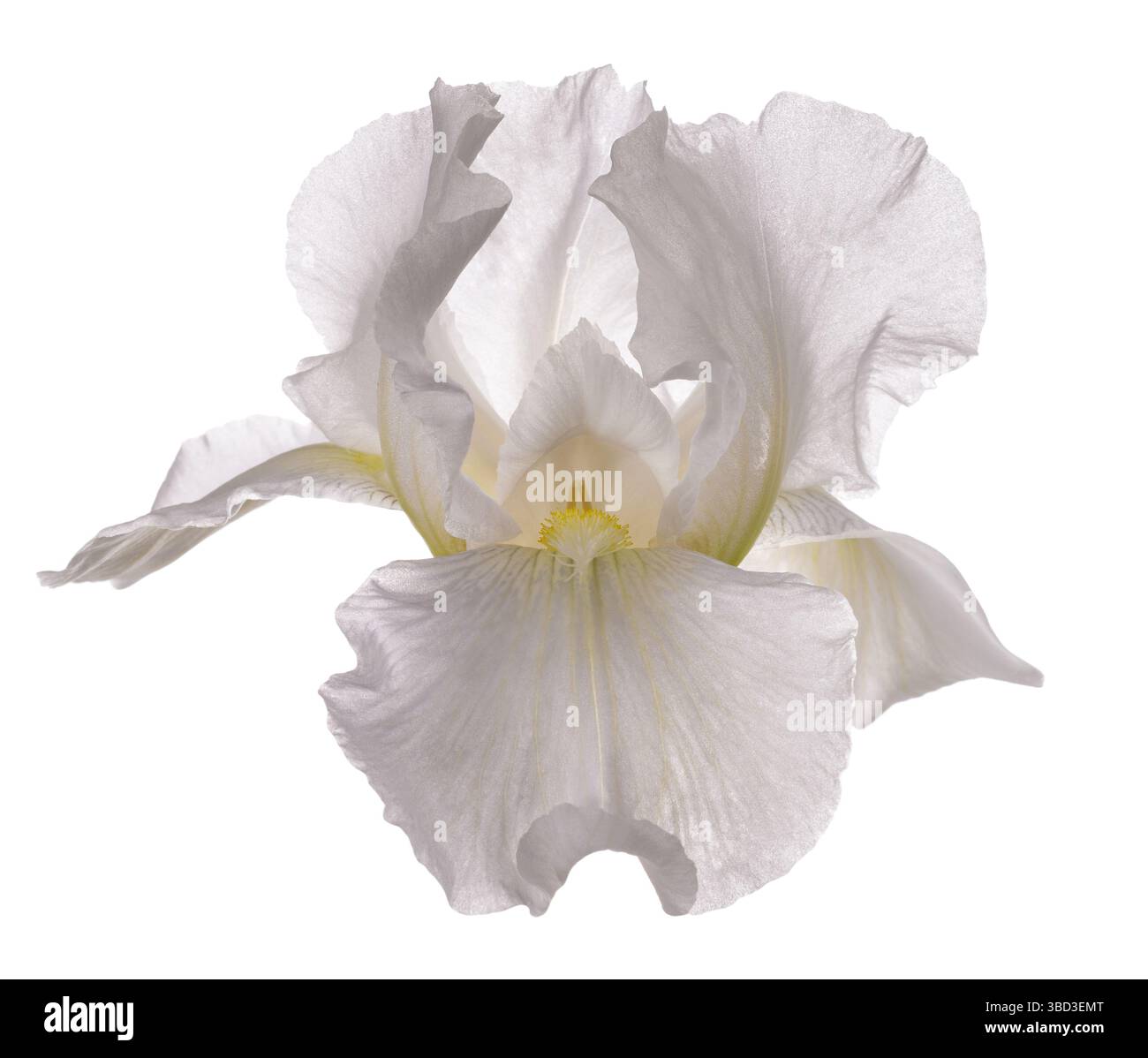 Fleur d'iris blanche isolée sur fond blanc Banque D'Images