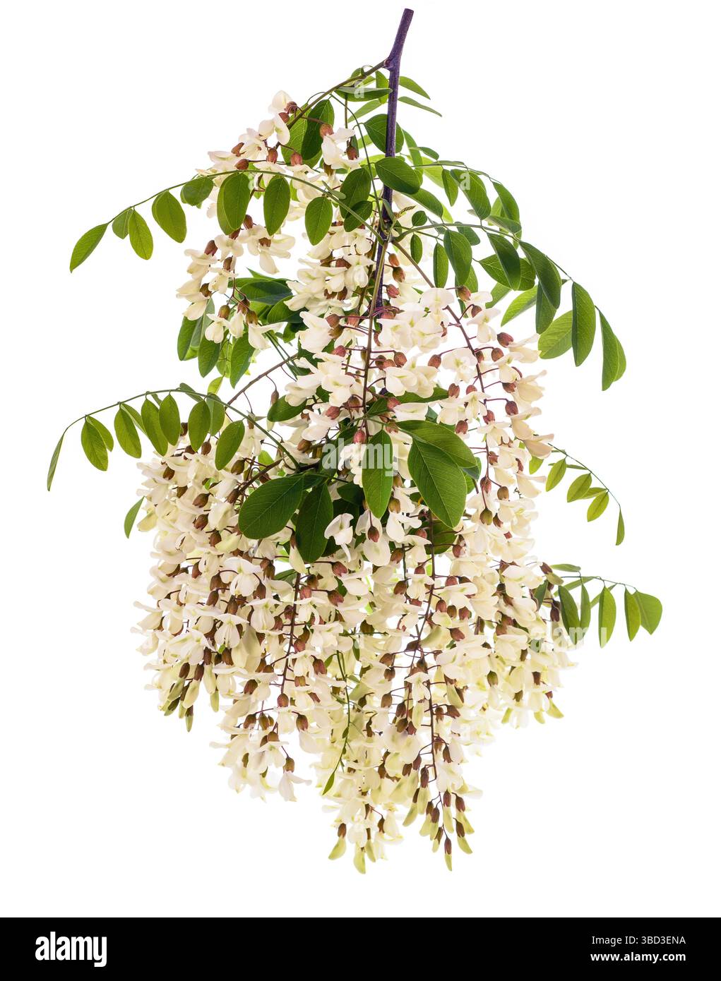 Branche de criquet noir avec des fleurs isolées sur blanc Banque D'Images