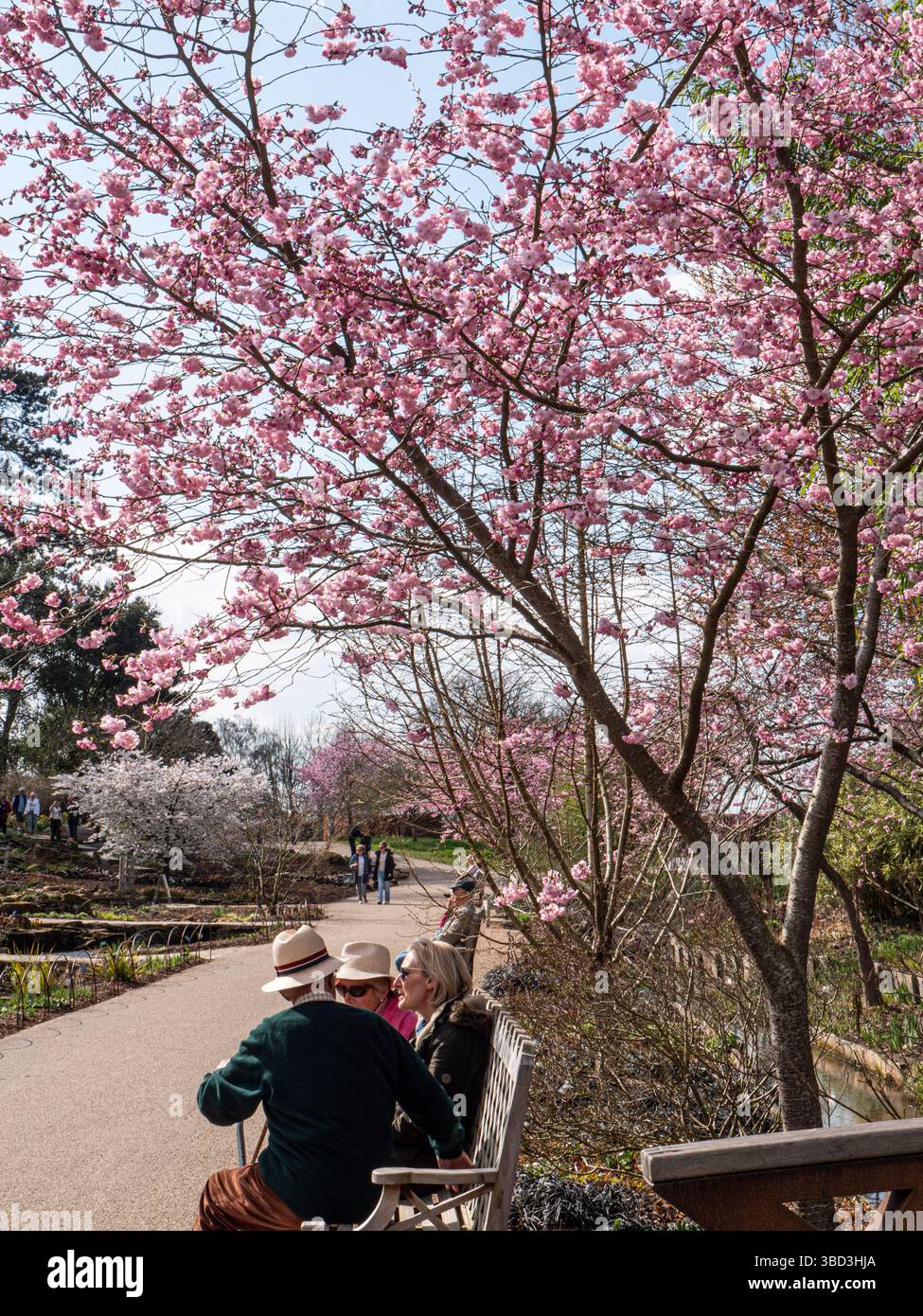 Cherry Blossom au RHS Wisley Gardens avec un groupe mature de trois assis sur un banc profitant du soleil printanier en plein air dans les jardins paysagers Surrey UK Banque D'Images