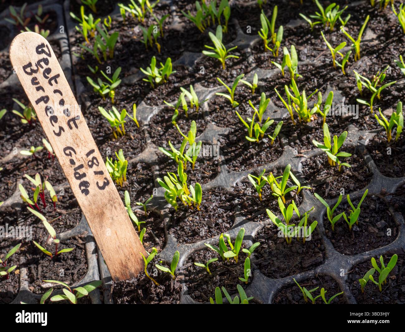 Beetroot Burpees Golden Pricked Out dans un module de plantation, betterave au goût sucré avec une saveur douce utilisée comme les épinards ou les blettes. Surrey allotissement Royaume-Uni Banque D'Images