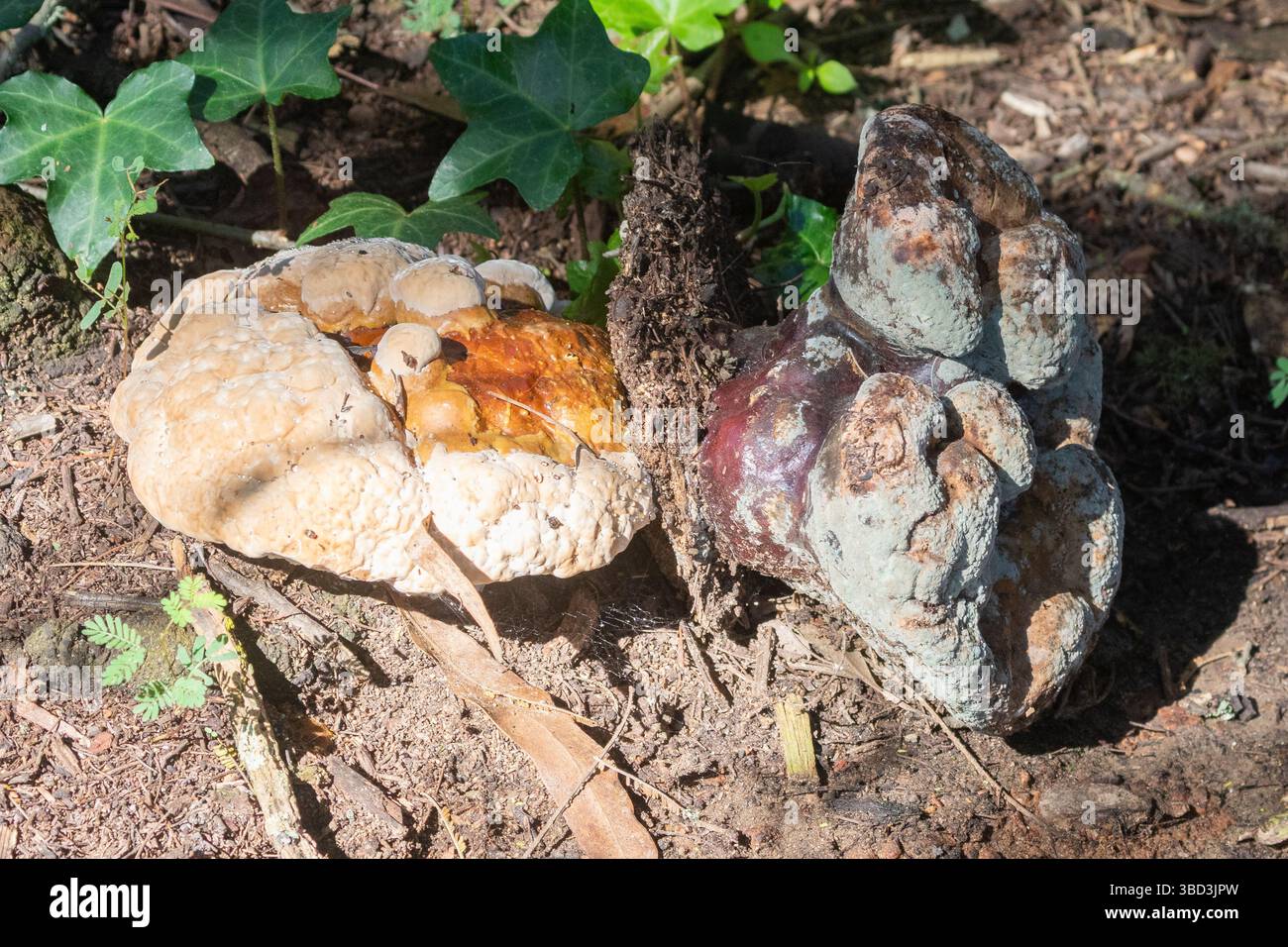 Support laqué (Ganoderma lucidum) sur des restes de bois en décomposition, Swellendam, Western Cape, Afrique du Sud Banque D'Images