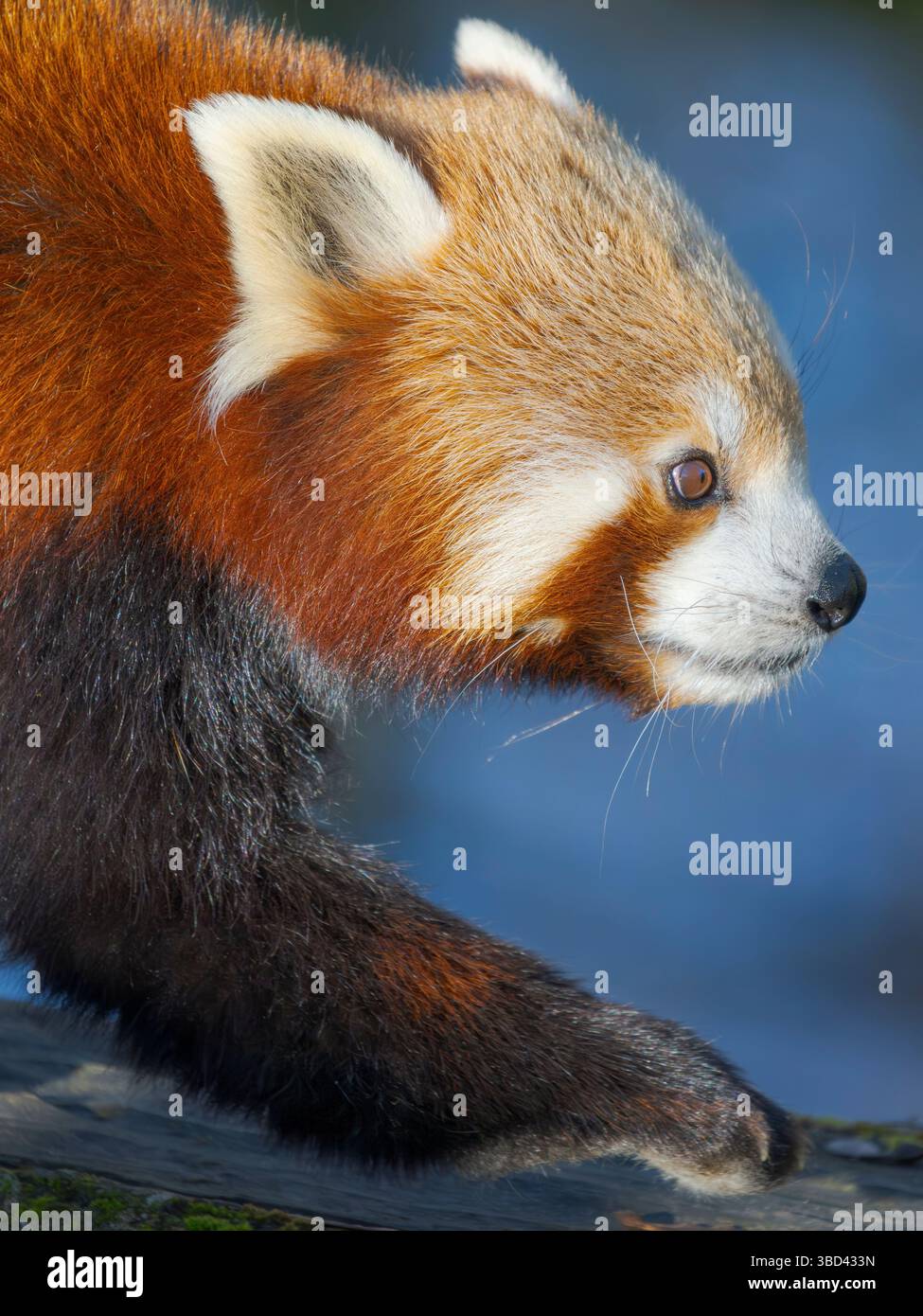 Red Panda ou Lesser Panda au zoo Hellabrunn de Munich. Allemagne, Munich Banque D'Images
